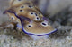 Beautiful Nudibranch Crawls along Wall Decal