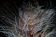 Detail Feather Duster Worm Close-up Wall Decal