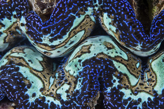 Detail Colorful Giant Clam Blue Wall Decal