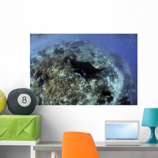 Beautiful and Fragile Coral with Ray Wall Decal