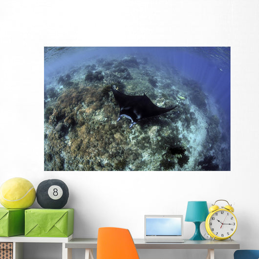 Beautiful and Fragile Coral with Ray Wall Decal