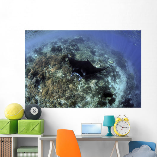 Beautiful and Fragile Coral with Ray Wall Decal
