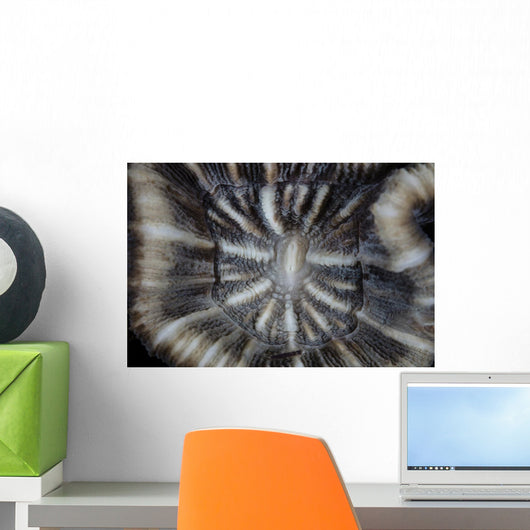 Detail Coral Polyp Growing Wall Decal