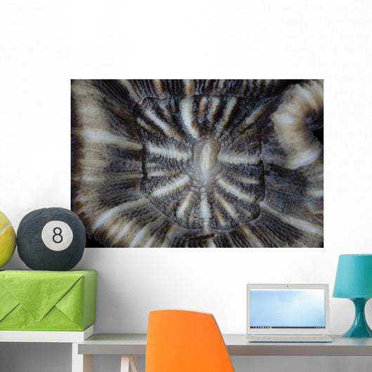 Detail Coral Polyp Growing Wall Decal