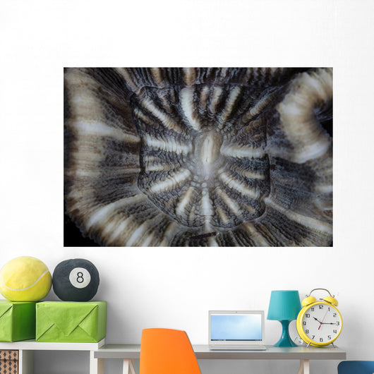 Detail Coral Polyp Growing Wall Decal