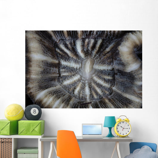 Detail Coral Polyp Growing Wall Decal