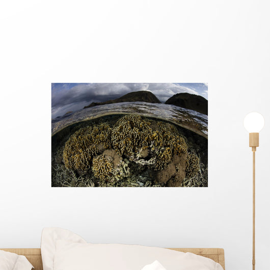 Beautiful Set Corals Grows Sky Wall Decal