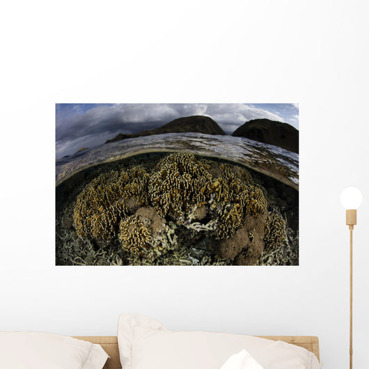 Beautiful Set Corals Grows Sky Wall Decal
