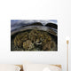 Beautiful Set Corals Grows Sky Wall Decal