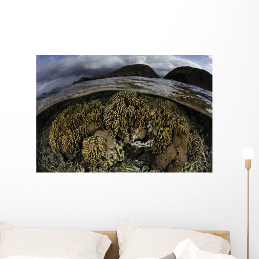 Beautiful Set Corals Grows Sky Wall Decal