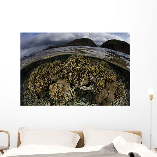 Beautiful Set Corals Grows Sky Wall Decal