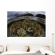 Beautiful Set Corals Grows Sky Wall Decal