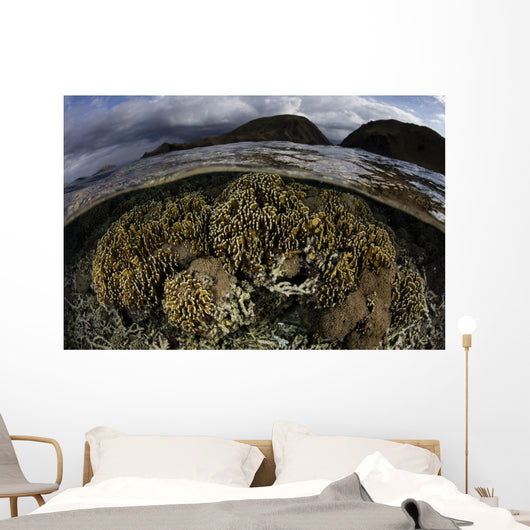 Beautiful Set Corals Grows Sky Wall Decal
