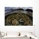 Beautiful Set Corals Grows Sky Wall Decal