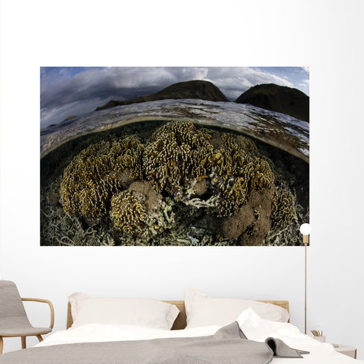 Beautiful Set Corals Grows Sky Wall Decal
