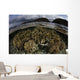 Beautiful Set Corals Grows Sky Wall Decal