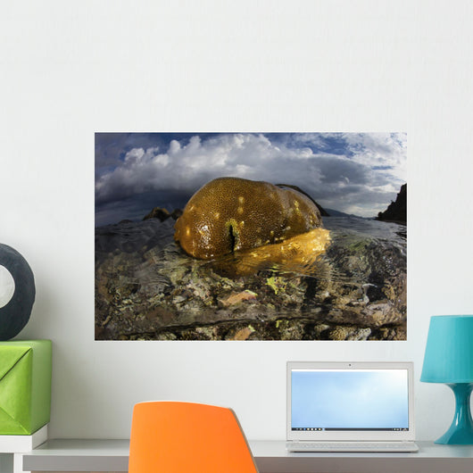 Beautiful Set Corals Grows Above Water Wall Decal