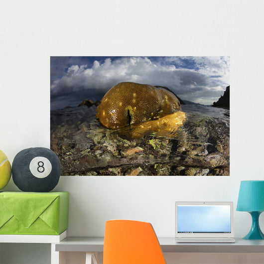 Beautiful Set Corals Grows Above Water Wall Decal