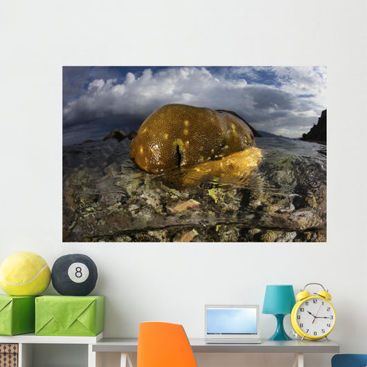 Beautiful Set Corals Grows Above Water Wall Decal