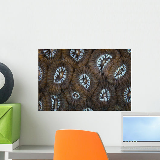 Detail Beautiful Reef-building Coral Wall Decal