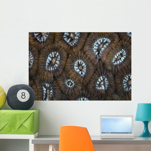 Detail Beautiful Reef-building Coral Wall Decal
