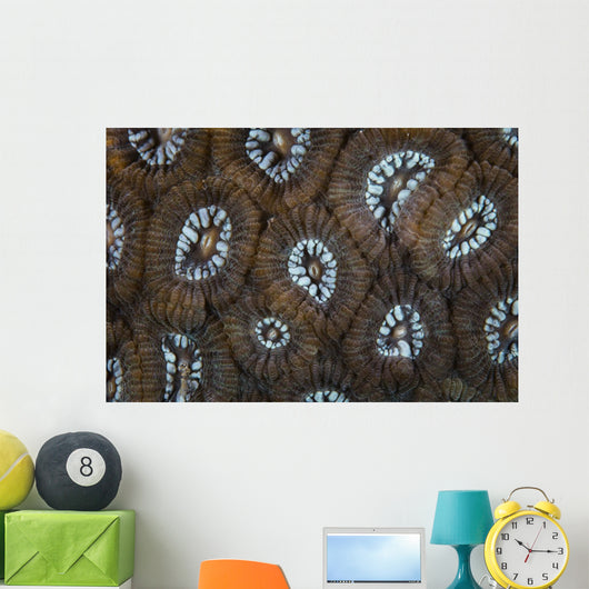 Detail Beautiful Reef-building Coral Wall Decal