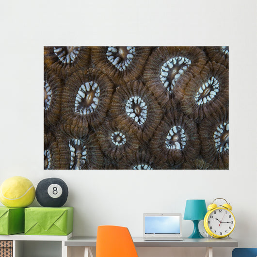 Detail Beautiful Reef-building Coral Wall Decal