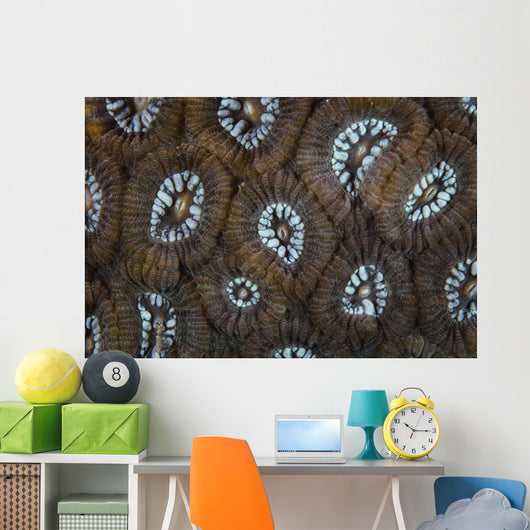 Detail Beautiful Reef-building Coral Wall Decal