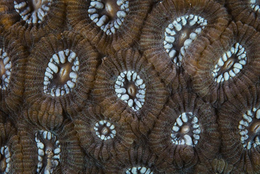 Detail Beautiful Reef-building Coral Wall Decal