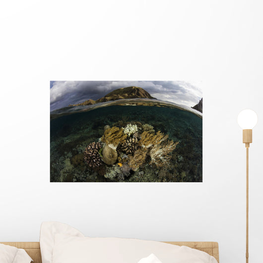 Beautiful Set Corals Grows Underwater Wall Decal