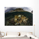 Beautiful Set Corals Grows Underwater Wall Decal