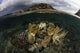 Beautiful Set Corals Grows Underwater Wall Decal
