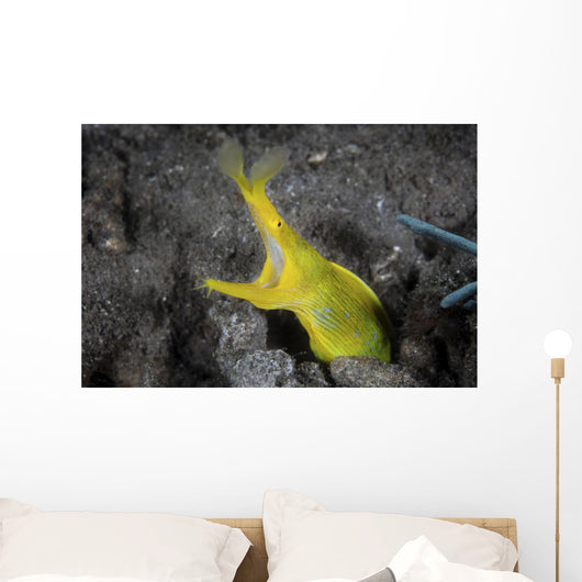 Female Ribbon Eel Sandy Wall Decal