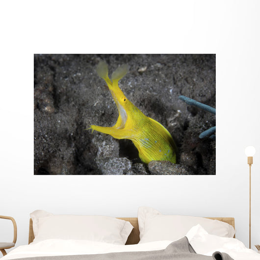 Female Ribbon Eel Sandy Wall Decal