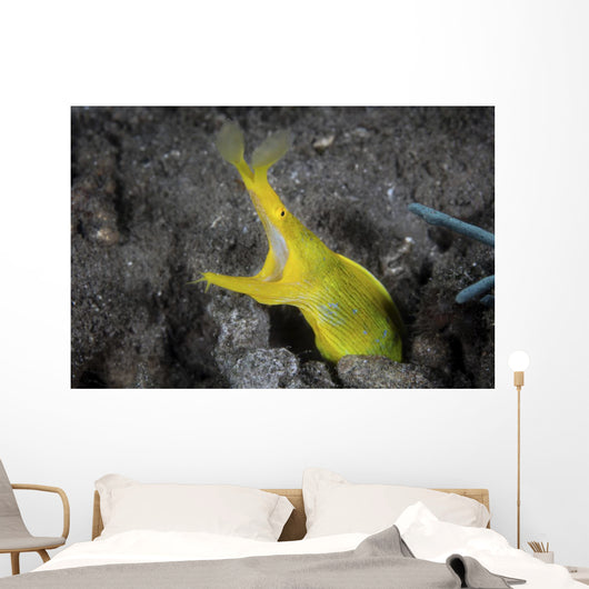 Female Ribbon Eel Sandy Wall Decal