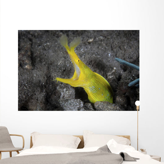 Female Ribbon Eel Sandy Wall Decal