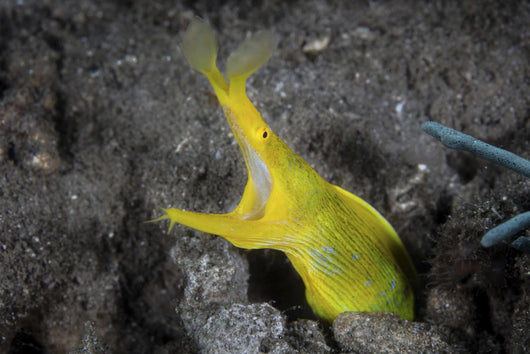 Female Ribbon Eel Sandy Wall Decal