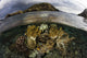 Beautiful Set Corals Grows Near Land Wall Decal