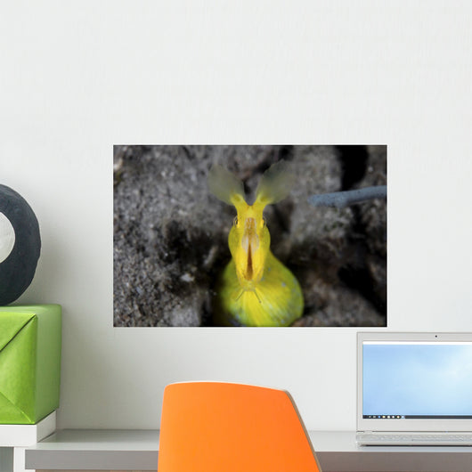 Female Ribbon Eel Sandy Front Face Wall Decal