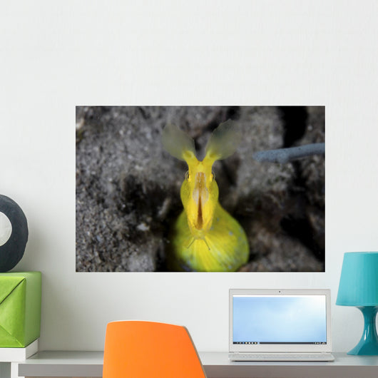 Female Ribbon Eel Sandy Front Face Wall Decal