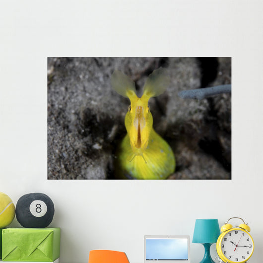 Female Ribbon Eel Sandy Front Face Wall Decal