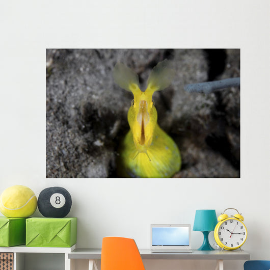 Female Ribbon Eel Sandy Front Face Wall Decal