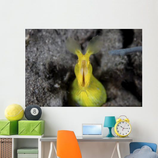 Female Ribbon Eel Sandy Front Face Wall Decal