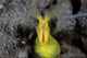 Female Ribbon Eel Sandy Front Face Wall Decal