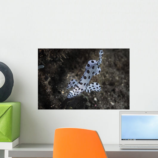 Barramundi Cod Swimming Wall Decal