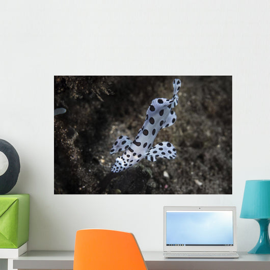 Barramundi Cod Swimming Wall Decal