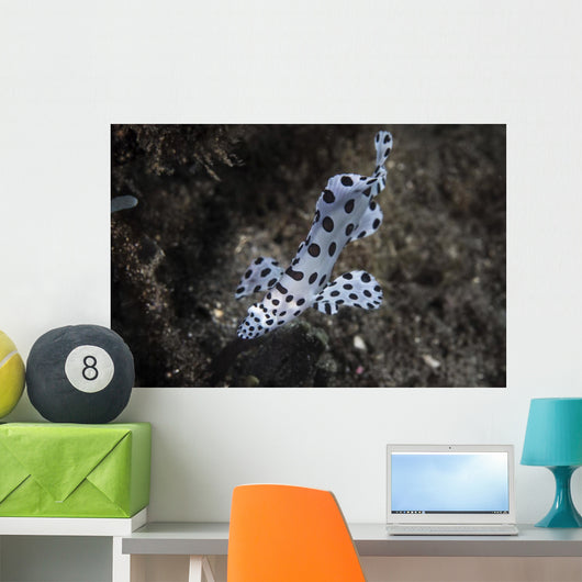 Barramundi Cod Swimming Wall Decal