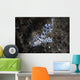Barramundi Cod Swimming Wall Decal