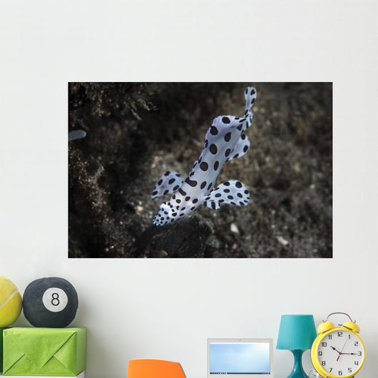 Barramundi Cod Swimming Wall Decal