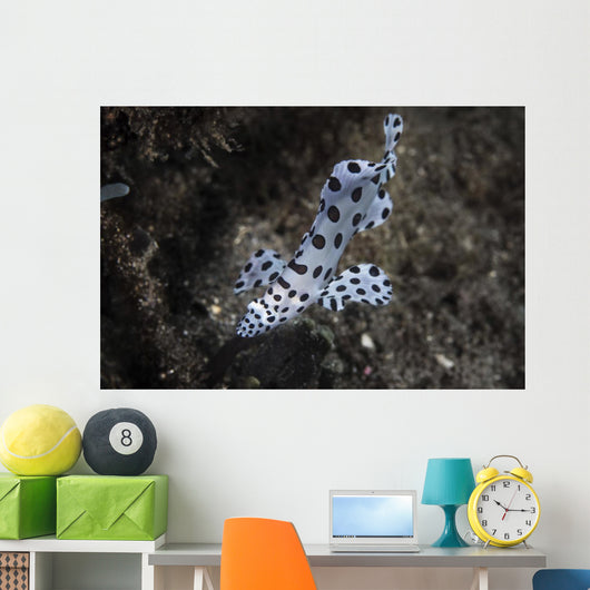 Barramundi Cod Swimming Wall Decal